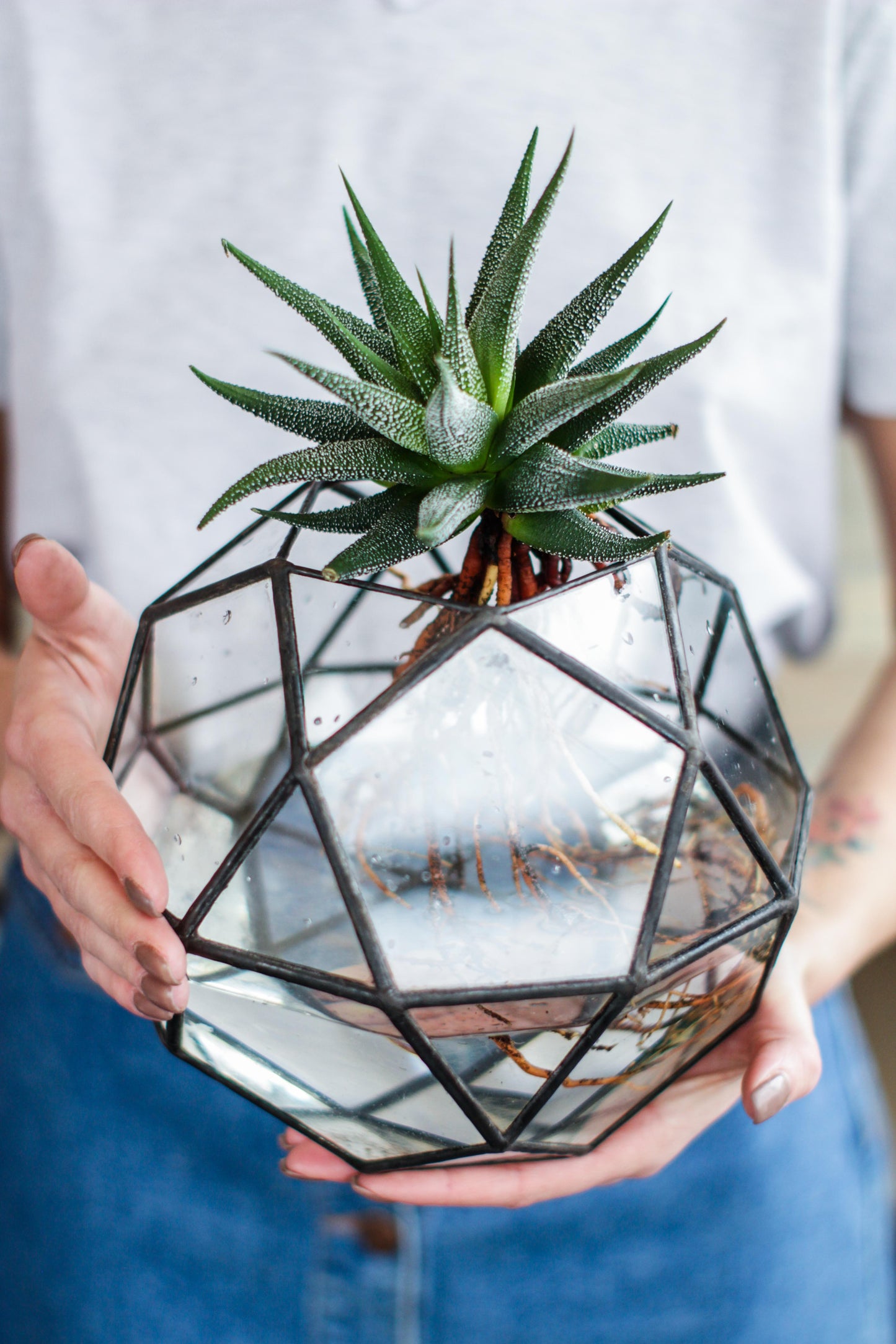 Icosidodecahedron Geometric Terrarium