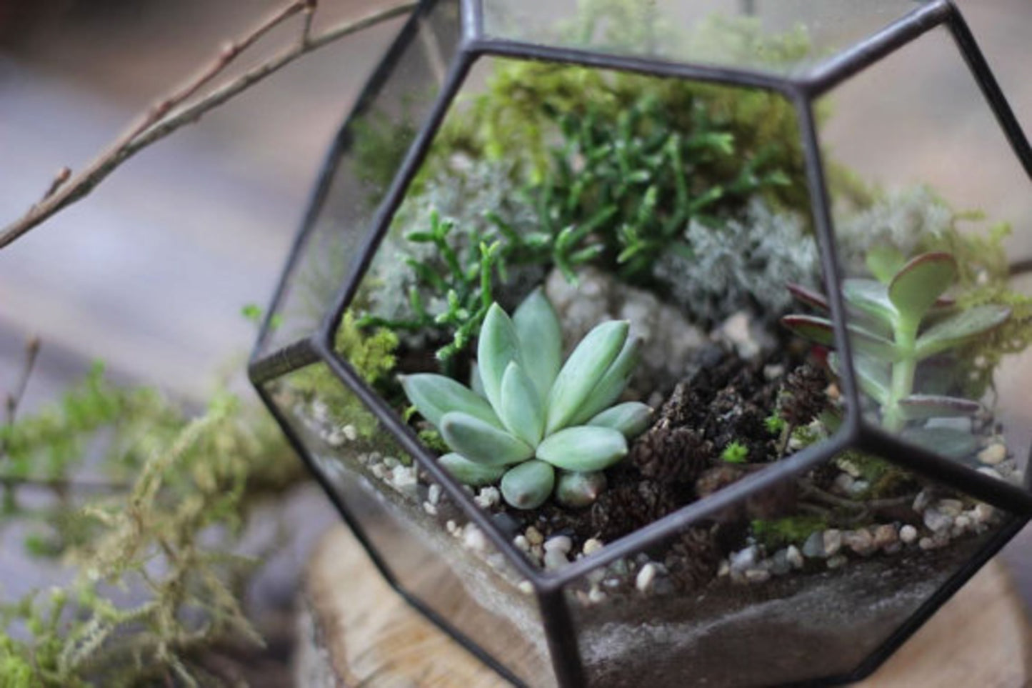 Dodecahedron Geometric Terrarium